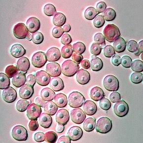 A Malassezia globosa (14739397530) képének leírása .jpg.
