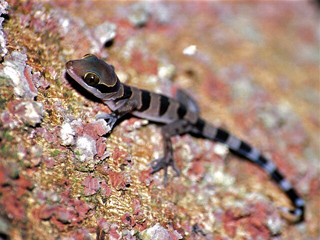 File:Malayan_Forest_Gecko_(Cyrtodactylus_pulchellus)_(7783889440).jpg