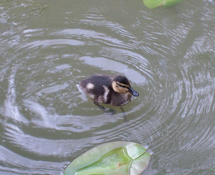 File:Mallard duckling.JPG