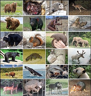 Mammal Diversity 2021.jpg