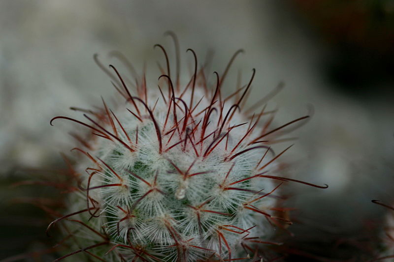 File:Mammillaria halei (5).JPG