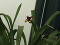 Mammoth Wasp.jpg