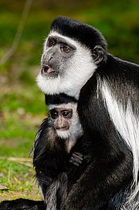 Кюнчыгъыш колобус (Colobus guereza) Мюнстерни зоопаркында