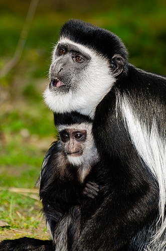 Восточный колобус (Colobus guereza) в Зоопарке Мюнстера[нем.]