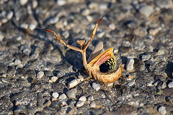 6. Европска богомолка (Mantis religiosa macedonica) кај Дуброво Автор: (Kirospe)