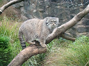 Chat manul.