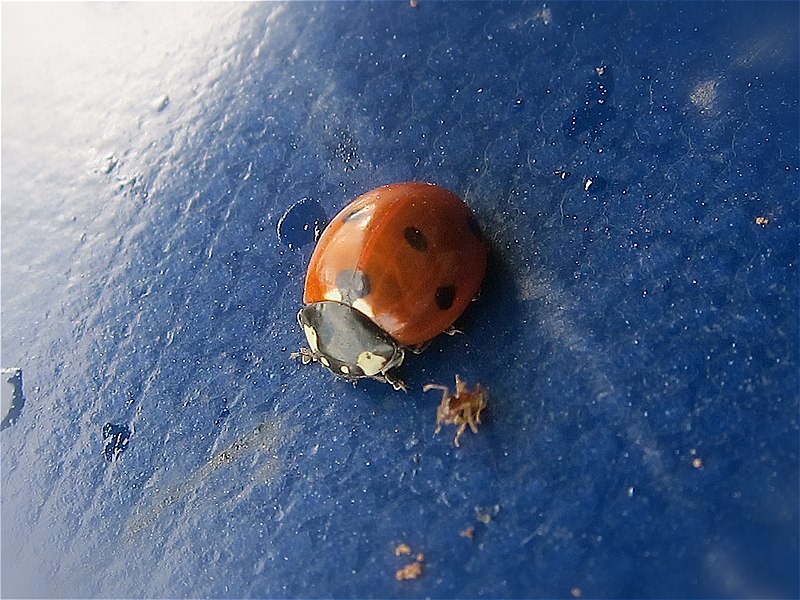 File:Mariquita roja sobre fondo azul (6108720974).jpg