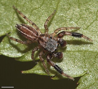 <i>Marpissa lineata</i> Species of spider