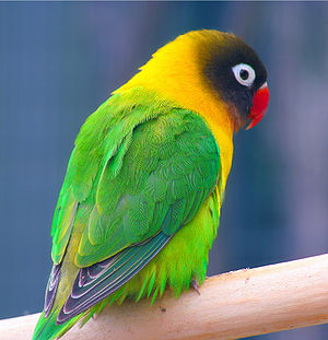 Masked Lovebird (Agapornis personata) - Auckland Zoo.jpg