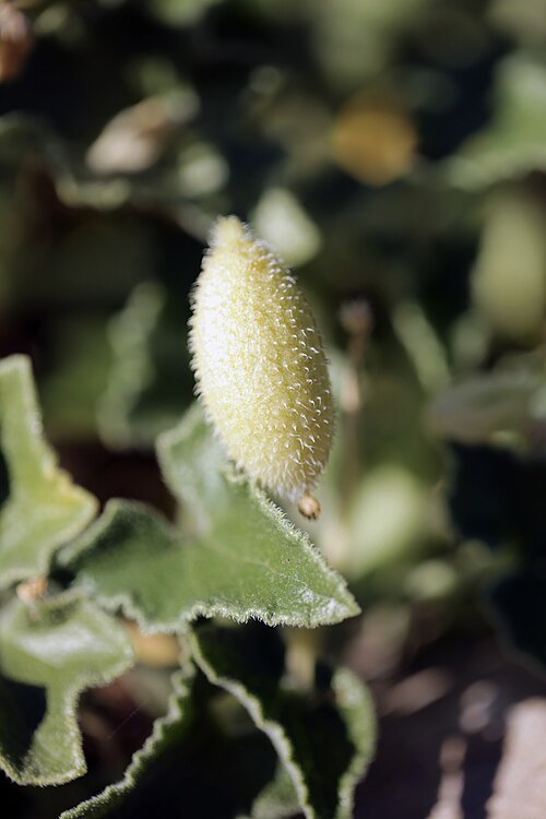 Mature squirting cucumber fruit