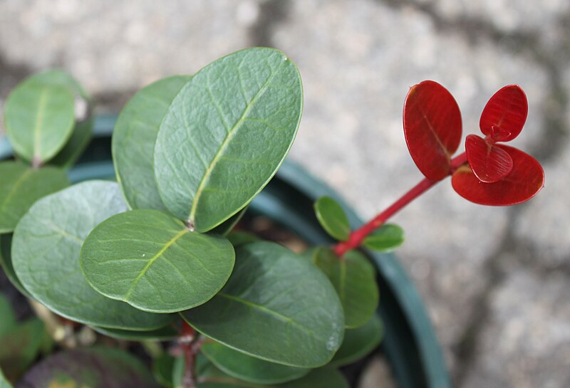 File:Maurocenia frangula tree - South Africa - new growth 6.jpg