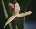 Maxillaria violaceopunctata flower Suriname