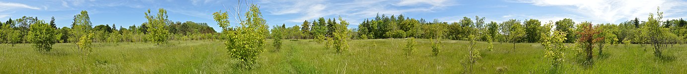 Meadow 360° Panorama