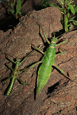 <i>Mearnsiana</i> Genus of stick insects