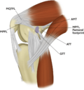 Thumbnail for Medial patellofemoral ligament