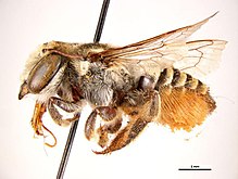 Megachile macularis f.jpg