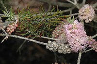 Melaleuca subfalcata