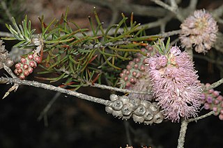 <i>Melaleuca subfalcata</i> Species of shrub