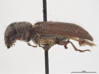 <i>Melalgus confertus</i> Species of beetle