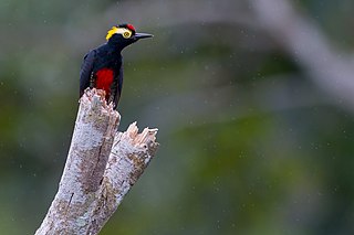 <span class="mw-page-title-main">Yellow-tufted woodpecker</span> Species of bird