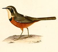 Melanopareia maximiliani (Olive-crowned Crescentchest), drawing