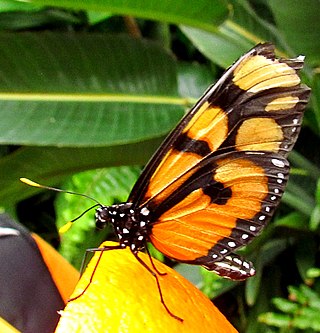 <i>Thyridia</i> Monotypic brush-footed butterfly genus