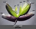 Spikelet At the bottom there are two Glumae (Glu). Above there are three flowers each enfolded by a Lemma (Lem) and Palea (Pal). However the top flower is transmuted to an elaiosome (Ela).
