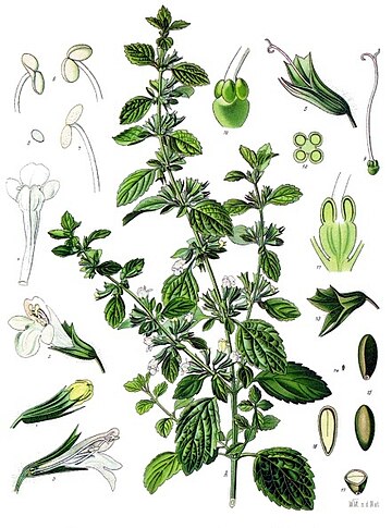 Melissa officinalis