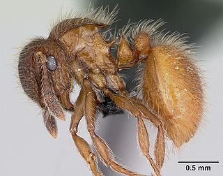 <i>Meranoplus radamae</i> species of insect