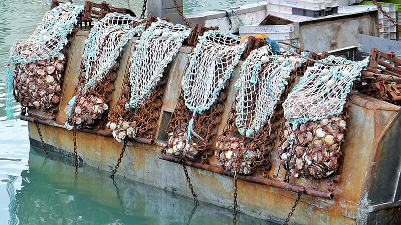 File:Mesh dredges for scallop shell, Port-en-Bessins-Huppain, France (2).jpg