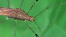 Datei: Metatropis rufescens in copula - 2013-07-01.webm