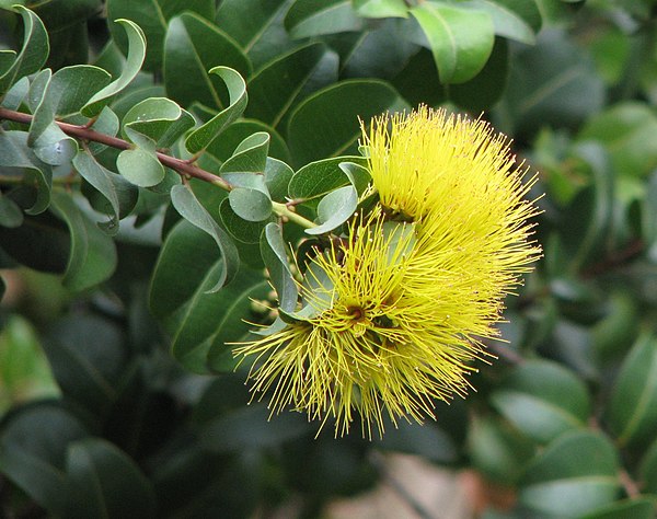 Yellow variant of the plant's flowers