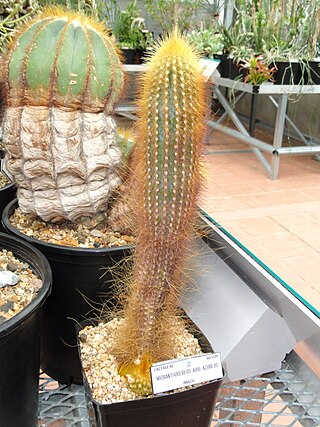 <i>Micranthocereus auriazureus</i> Species of cactus