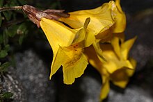 E. tilingii Mimulus tilingii 8448.JPG