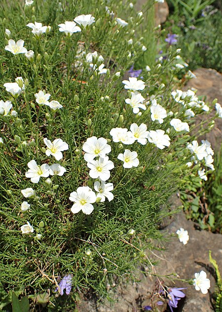 Cherleria capillacea