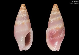 <i>Mitrella elianeae</i> Species of gastropod