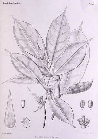 <i>Monodora laurentii</i> Species of plant in the family Annonaceae