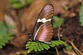 * Nomination Montane longwing (Heliconius clysonymus montanus), Panama --Charlesjsharp 21:09, 30 May 2019 (UTC) * Promotion Good quality. -- Ikan Kekek 03:19, 31 May 2019 (UTC)