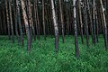 Moscow, dense trees in Poklonnaya Hill park (31286317012).jpg