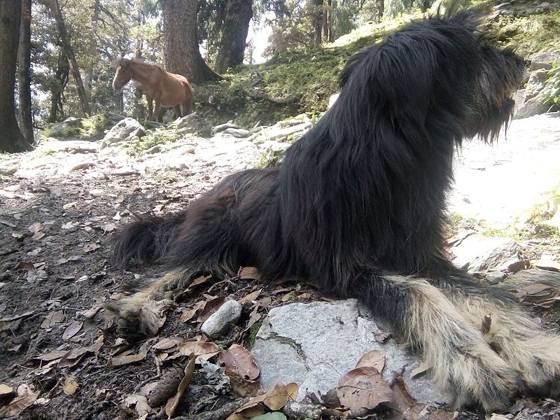 File:Mountain Dog Relaxing.jpg