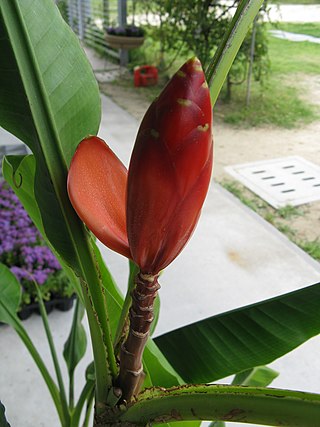 <i>Musa beccarii</i> Species of flowering plant