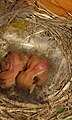 Spotted Flycatcher chicks.