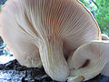 Mushrooms near Burns, Oregon (14000516847).jpg