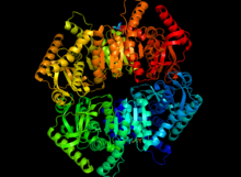 This is a mutant version of the LDH-5 enzyme, which is usually found in skeletal muscle Mutated LDH-5.png