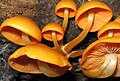 Mycena leaiana