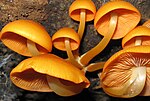 Mycena leaiana 58075. jpg