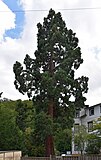 ND 0010WR sequoia tree Blankenburg (Harz)