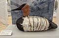 Replica of a canvasback duck decoy dating from 250 B.C., created by Mike Williams, Fallon Paiute-Shoshone Tribe