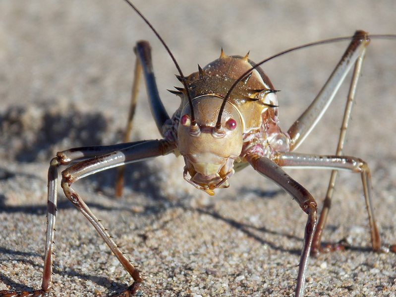 File:Namibian Koringkriek (Armoured Ground Cricket).jpg