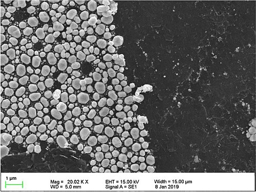 Nanoparticules d'or vues en microscopie électronique à balayage mode résolution.